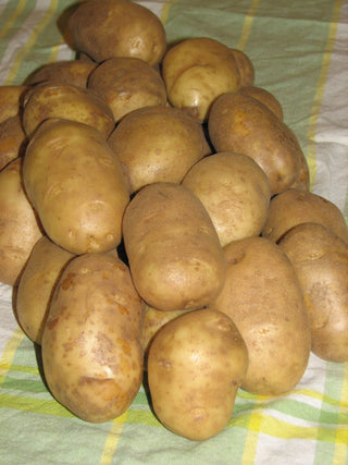 Seed Potatoes "BURBANK RUSSET" (White) 10lb Bag