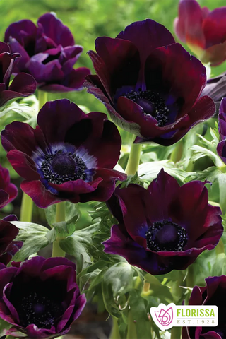 Anemone Bulbs