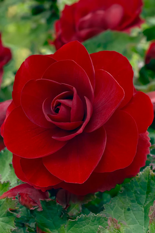 Begonia bulbs