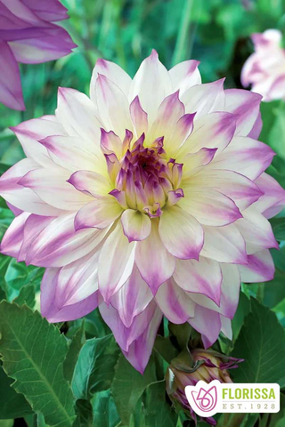 Dahlia Bulbs