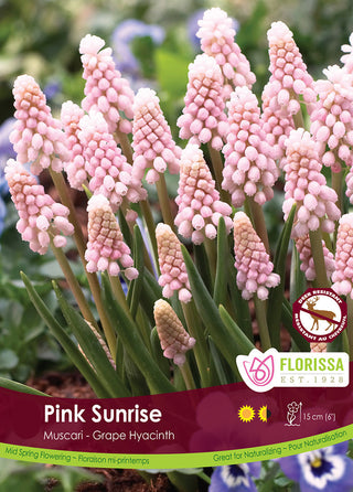 Muscari Bulbs