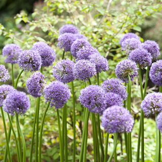 Allium Bulbs