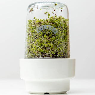 KILNER SPROUTING SET