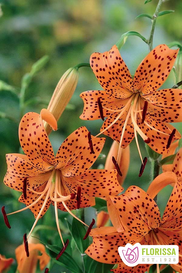 tiger lily tigrinum splendens Lily | Tiger