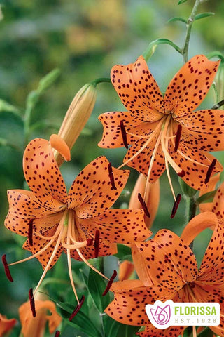 Lily Tiger - Tigrinum Splendens