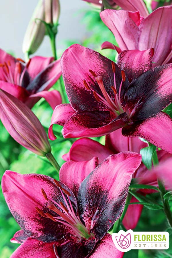 purple dream asiatic lily Lily | Asiatic