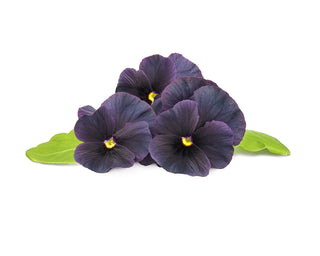 Click and Grow Refill 3-Pack - Black Pansy