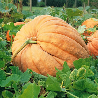 Suttons Seeds - Atlantic Giant