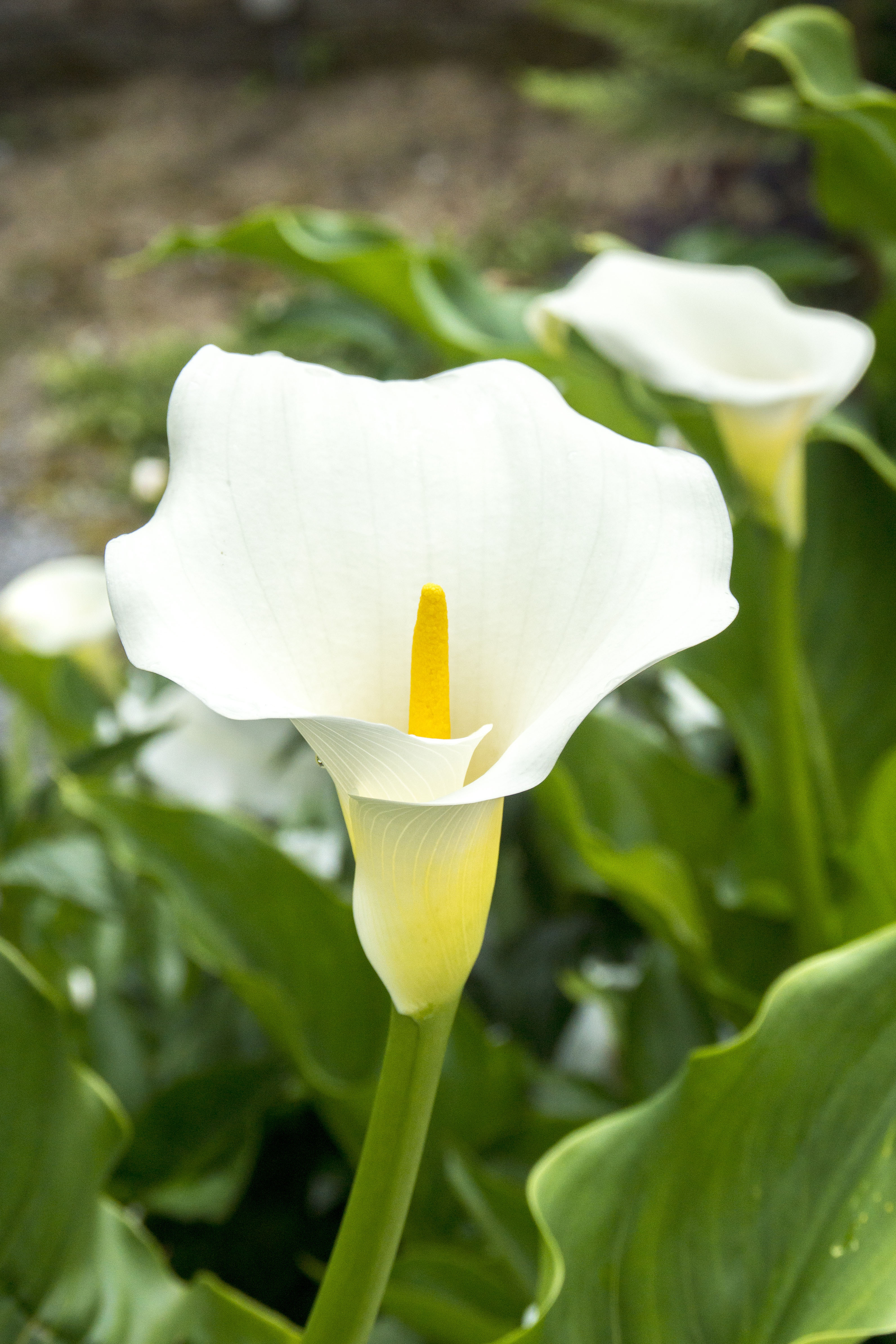 Calla Lilly Aethiopica PRE ORDER The Seed Company by E.W. Gaze