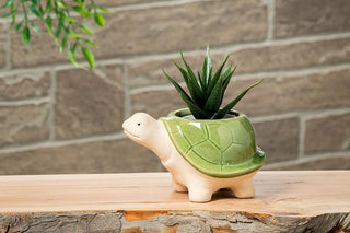Small Turtle Planter 3.5"H