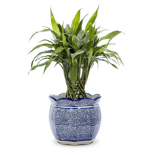 Blue & White Scallop Edge Planter 7"H