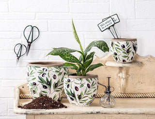 Medium Olive & Branch Planter 7"D