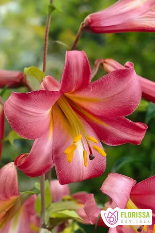 Lily Trumpet - Pink Perfection
