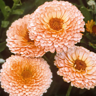 Suttons Seeds -  Calendula Pink Surprise