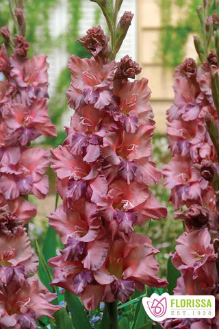 Gladiolus Novelty - Earl Grey - PRE-ORDER