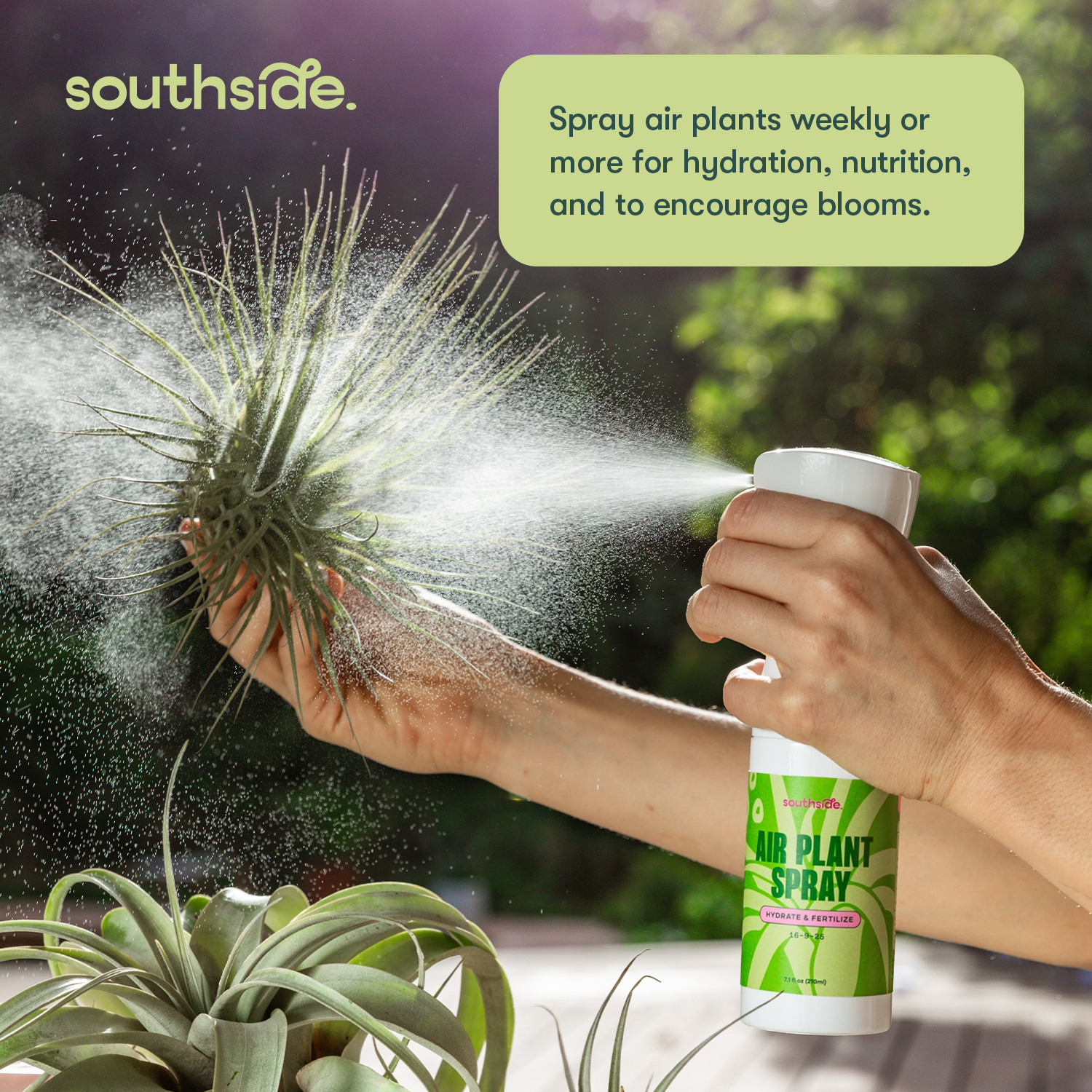 air plant fertilizer spray diy Air Plant Fertilizer
