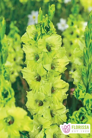 Gladiolus Novelty - Evergreen