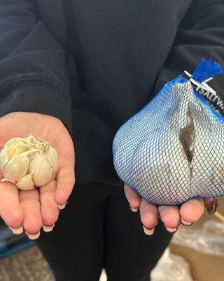 PRE-ORDER Fall Garlic | JUMBO Elephant