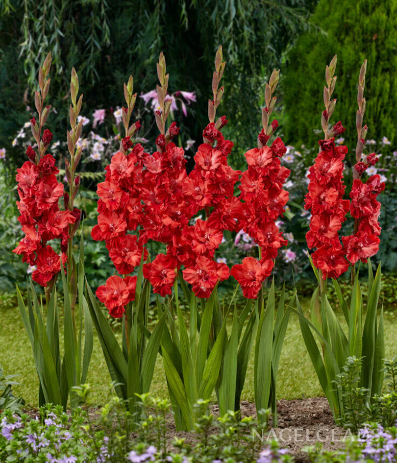 Gladiolus Parrot - Velvet Raspberry (10 Bulbs) – The Seed Company by E ...