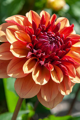 Close-up of a vibrant red and orange flower with a blurred green background