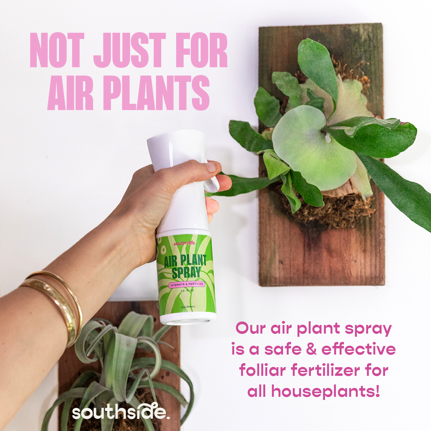 best fertilizer for air plants Air Plant Fertilizer