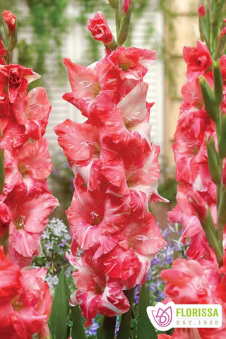 Gladiolus Novelty - Strawberry Swirl - PRE-ORDER