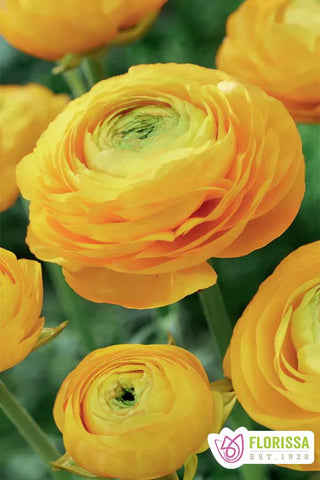 Ranunculus Amandine - Yellow