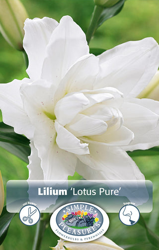 Lily Double Oriental - Lotus Pure