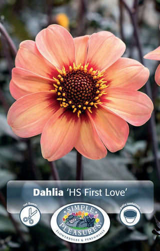 Dahlia Dark Leaf - Happy Single First Love