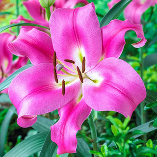 Lily | Oriental Robina
