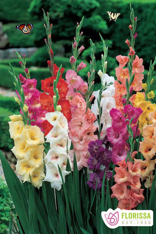 Gladiolus Butterfly Mix - PRE-ORDER