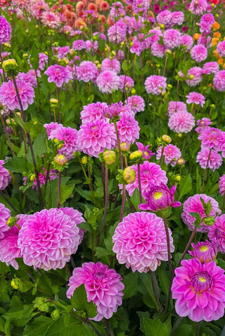 Field of pink flowers with green leaves in a natural setting