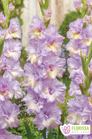 Gladiolus Novelty - Rippling Waters