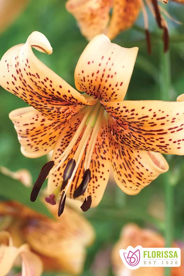 Blue Lily  Lily seeds, Tiger lily flowers, Day lilies