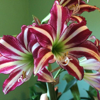 Amaryllis - Santiago (1 Bulb)