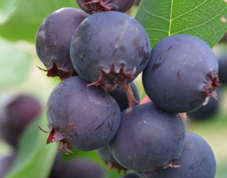 Saskatoon Berry Live Plant
