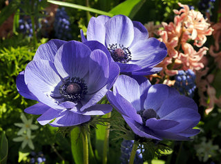 Anemone - Blue Poppy