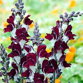 Suttons Seeds - Antirrhinum Day & Night