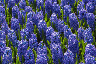 Hyacinth - Aqua (PRE-ORDER)
