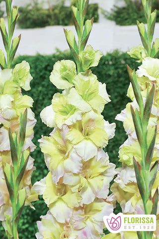 Gladiolus Novelty - Lemonlicious