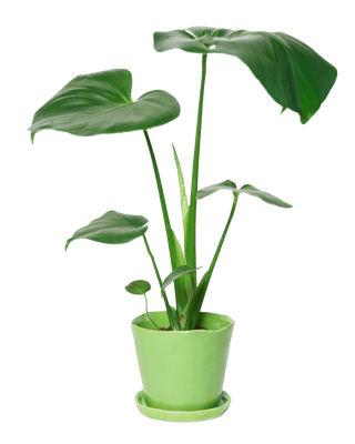 Tika Pot and Saucer - Greenery, 5 in