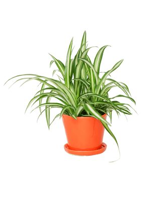 Tika Pot and Saucer - Orange, 5 in