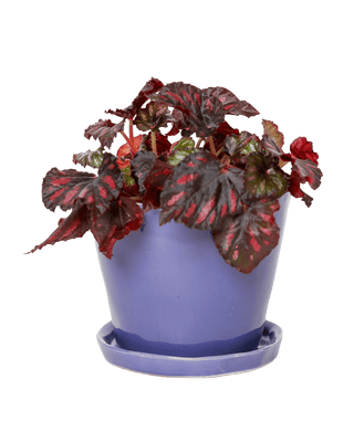 Tika Pot and Saucer - Ultra Violet, 5 in