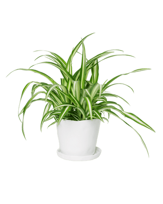 Tika Pot and Saucer - White, 5 in