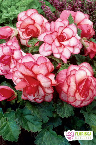 Begonia Bouton de Rose - PRE-ORDER