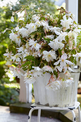 Begonia Pendula - White