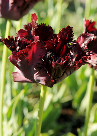 Tulip - Black Parrot