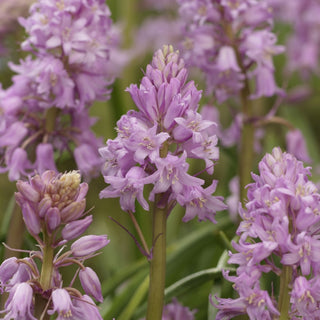 Hyacinthoides - Pink - Campanualata (PRE-ORDER)
