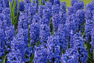 Hyacinth - Blue Star (PRE-ORDER)