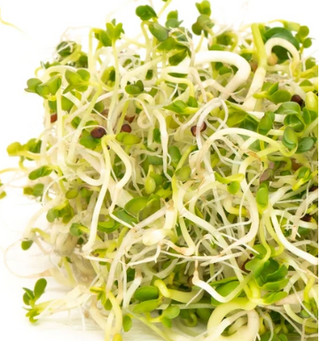 Organic Broccoli Brassica Blend - Sprouting Seeds